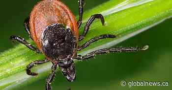 Mild winter brings about early tick sightings in Canada