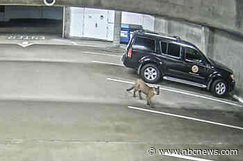 Mountain lion spotted on camera roaming through the streets of a California coastal city