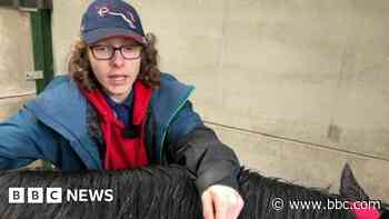 Plea to drivers over horse safety on roads