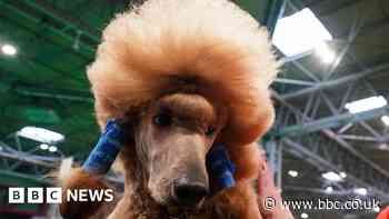 Pampered pooches descend on NEC for Crufts