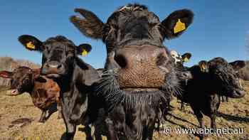 The 3 million cattle problem being called 'not acceptable' by some in the agriculture industry