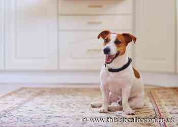 Vet warns pet owners of these 5 toxic household items