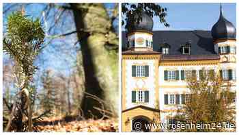 Zu geringe Abschusszahlen? – Konflikt zwischen Waldbauern und Jägern eskaliert