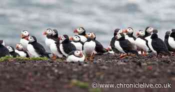 Reopening of Northumberland's Farne Islands after two years welcomed