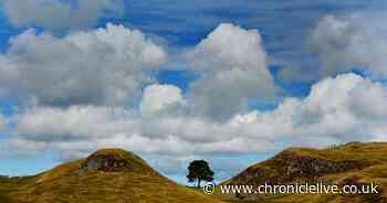 New life springs from Sycamore Gap tree giving hope for the future