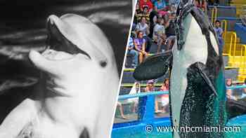 From Flipper to Lolita: 7 key moments in Miami Seaquarium's turbulent history