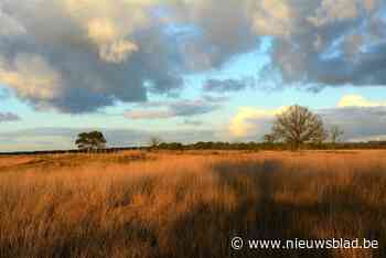 Bezoekers, opgelet! Broedseizoen in Kalmthoutse Heide is geopend