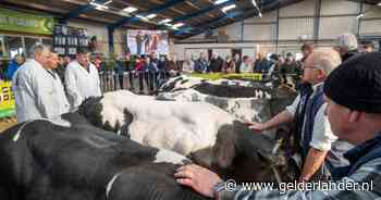 De een speelt computerspellen, een ander houdt koeien: ‘Die hamburgers liepen maandagochtend nog bij mij de deur uit’