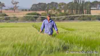 Farmers' brainwave transforms once-dry region to dairy and grape country