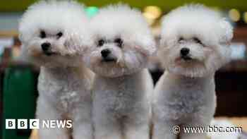 Dogs vie for attention at prime pooch pageant