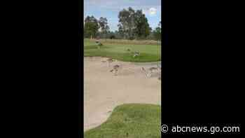 WATCH:  Hundreds of kangaroos invade golf course