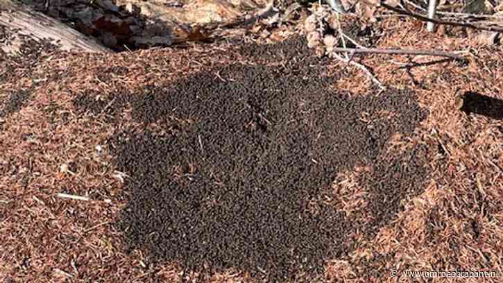 Zonnebadende rode bosmieren? Volgens Frans doen ze iets heel nuttigs