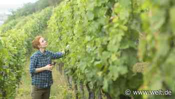Die Öko-Hoffnung der kriselnden Winzer