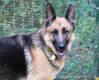 Wirral Globe dog of the week: 'Beautiful' Ava needs you