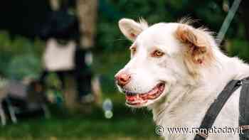 Il suo cane morde una manager in Kenya: avvocata bergamasca arrestata e privata del passaporto