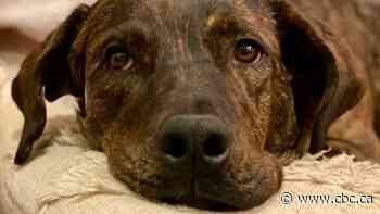 These Sask. dogs have been waiting months, even years, for a forever home