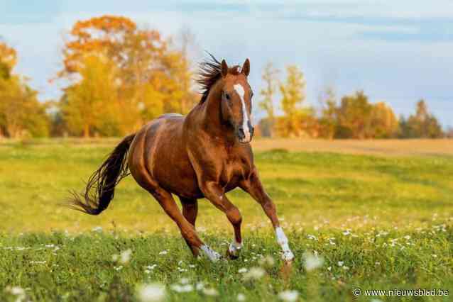 Paard ontsnapt uit weide, maar blijft ongedeerd