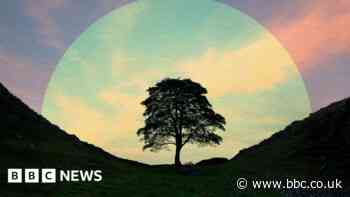 New life springs from rescued Sycamore Gap tree