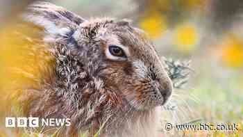 Men due in court in hare coursing investigation