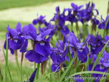 Saskatchewan gardening: Siberian iris has a home on the Prairies