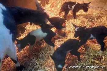 Geit krijgt maar liefst vijf lammetjes