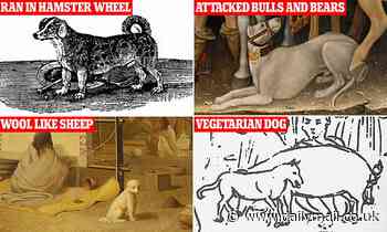 Fascinating dog breeds lost to history: From the turnspit 'restaurant' dog that helped CHEFS to the 'wool dog' with fur so thick it could be spun into yarn and blankets