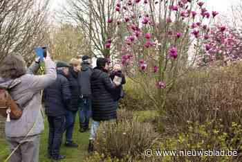 Magnolia’s tonen hun ‘maagdelijke schoonheid’: “Ze zijn allemaal eetbaar”