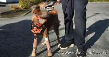 Rescue dog found with legs sawn off can now run across Hornsea beach - thanks to new prosthetics