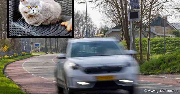 In één rit rijdt bestuurder achter elkaar katten Nousnous én Pudding dood: ‘Schandalig’