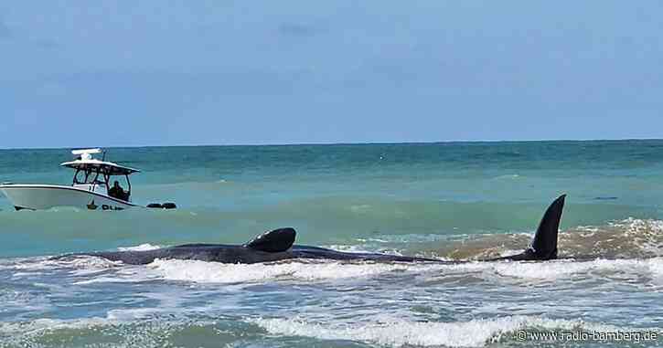 Rund 20 Meter langer Pottwal vor Floridas Küste gestrandet