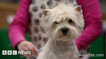 Last preparations as Crufts enters final day