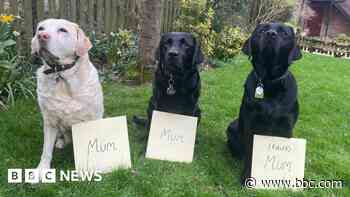 The guide dog mums spending Mother's Day together