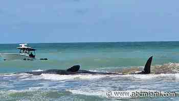 Authorities are trying to help a sperm whale beached off Florida's Gulf Coast