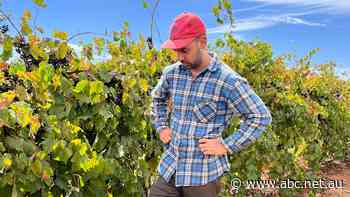 Newly announced wine taskforce to spotlight glut as industry reaches crisis point