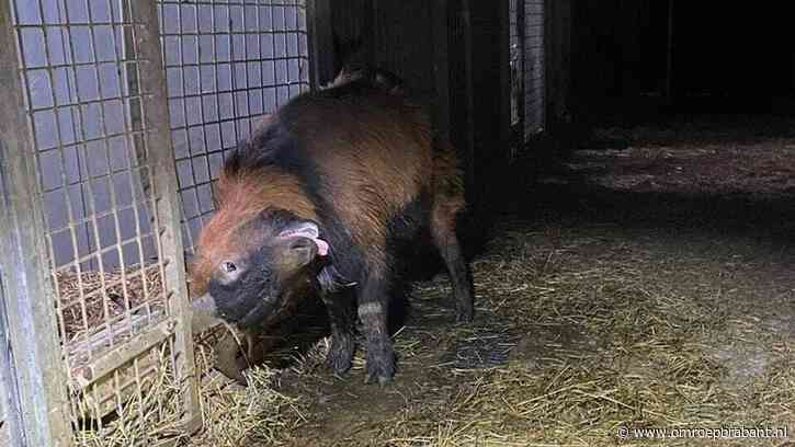 Omstreden hondenfokker Eersel mag nu helemaal geen dieren meer houden