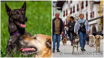„Hundehalter führen ein Raubtier“ – Warum es mit Leckerli werfen nicht getan ist