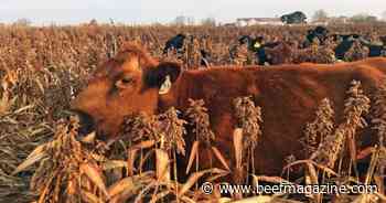 Saving the herd with milo grazing