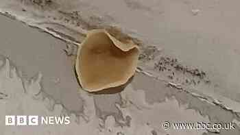 Mother's disgust as mouldy home sprouts mushrooms