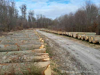 Eiche aus Ehinger Privatwald erzielt besten Preis