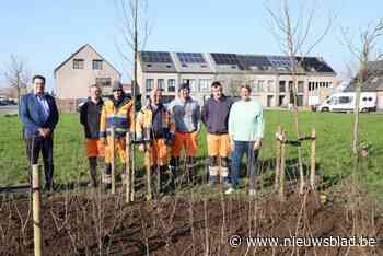 Bredene plant extra bomen in 7 groenzones: “Willen het goede voorbeeld geven”