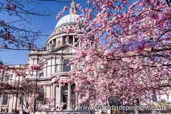These are the best places to see Cherry Blossom in London