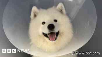 Smiling Samoyed beats cancer to scoop Crufts prize