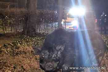 Leo blijkt geen everzwijn, maar hangbuikvarken te zijn