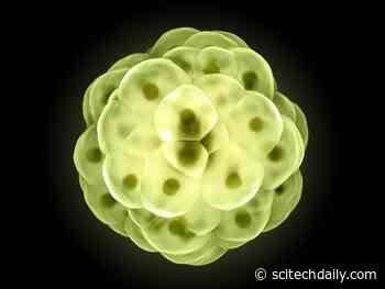 Scientists Answer a Fundamental Question in Biology: How Do Organisms Respond to Changing Conditions?