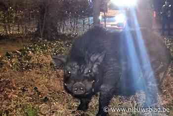 Ontsnapt hangbuikzwijn is zijn vangers te snel af, tot zijn eigenares opduikt