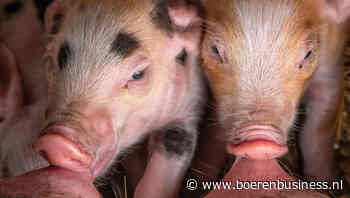 DCA BestPigletPrice evenaart topniveau