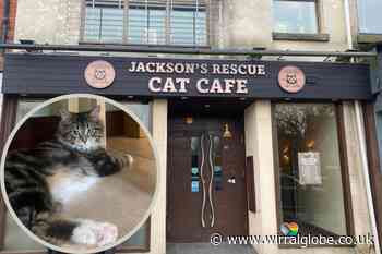 Jackson’s Animal Rescue opens cat café in Hoylake