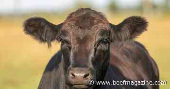 Registration opens for Beef Improvement Federation event