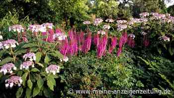 In Licht und Schatten: Die besten Beetnachbarn für Hortensien