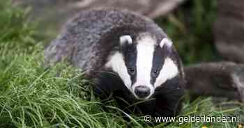 ‘Als ik honden uitgelaten zie worden, denk ik altijd: die leeft in gevangenschap, met die riem om de nek’